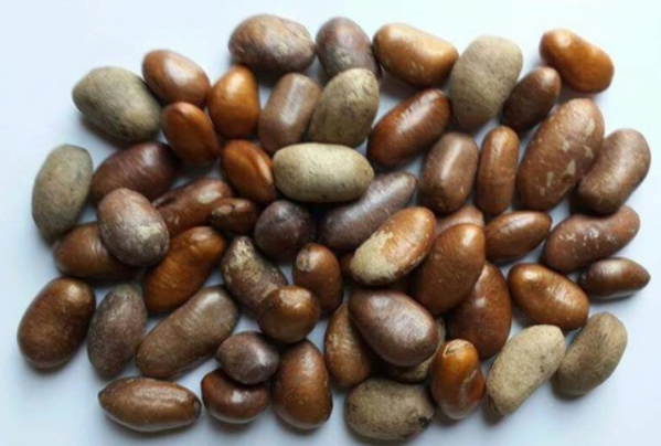 Monodora Myristica Seeds